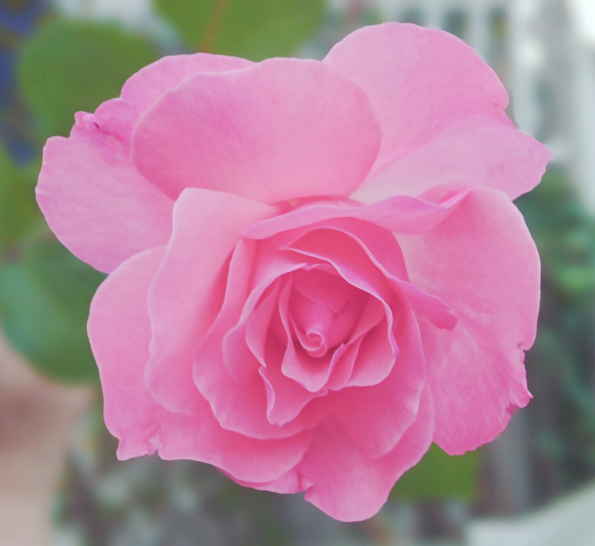 Tweet 美しいバラ かわいいバラ Twitterで見たバラを育てている方のバラ画像 Naver まとめ