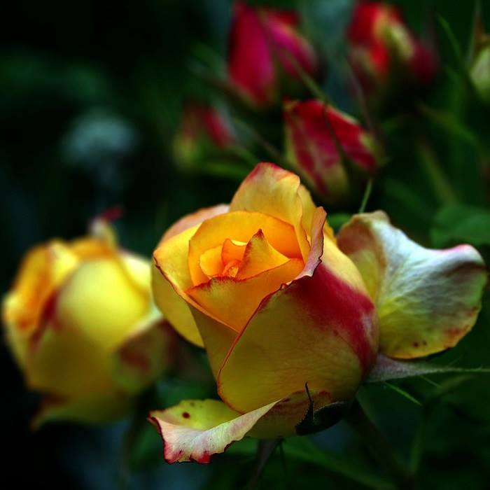 floristsnz's tweet photo. A yellow #rose, for friendship, joy and happiness as Friends bring so much sunshine and brightness to our lives. https://t.co/ypf0DjnapG https://t.co/oFePoj5G7c