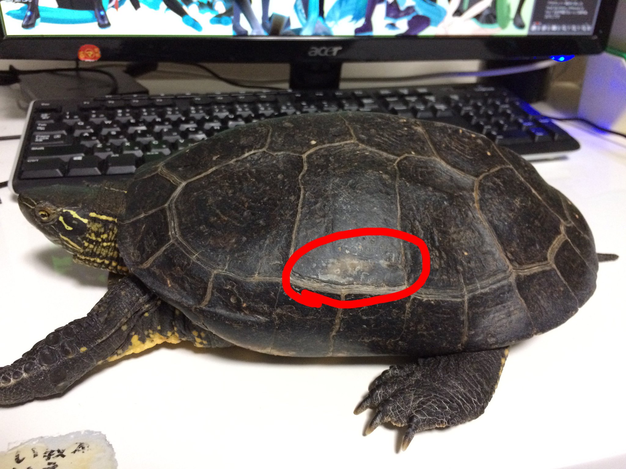 ナルパジン うちの亀の甲羅は一箇所だけ白いんだけど これは小さい頃ベランダ2fから落下してコンクリの地面にぶつかって甲羅割れた 亀を見て親に怒られると思った幼いころの私が木工用ボンドで修復したせいです すまん亀 私も手のひらに鉛筆の芯入ってる ナルパジン うちの亀の甲羅は一箇所だけ白いんだけど これは小さい頃ベランダ2fから落下してコンクリの地面にぶつかって甲羅割れた 亀を見て親に怒られると思った幼いころの私が木工用ボンドで修復したせいです すまん亀 私も手のひらに鉛筆の芯入ってる