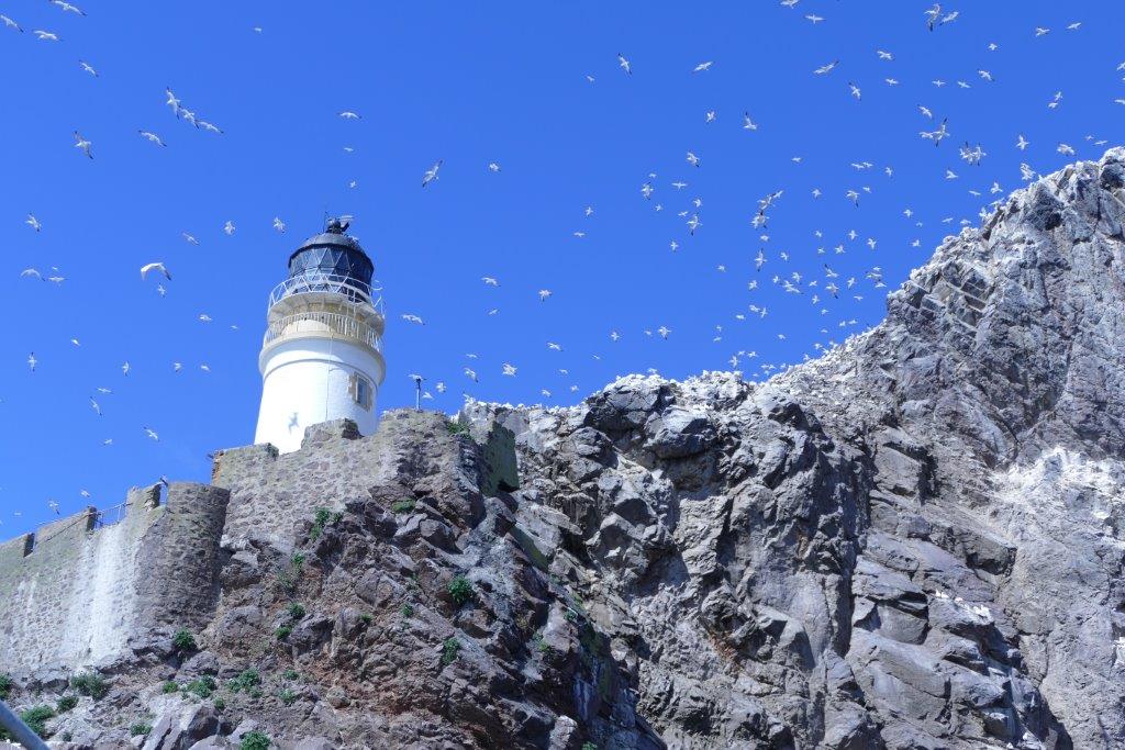 BlueWildBoats's tweet photo. The Bass Rock has the worldβs largest colony of gannets. See them up close with Forthwild before they leave.#forthwild #BassRock #gannets https://t.co/BFPcDsNoHy