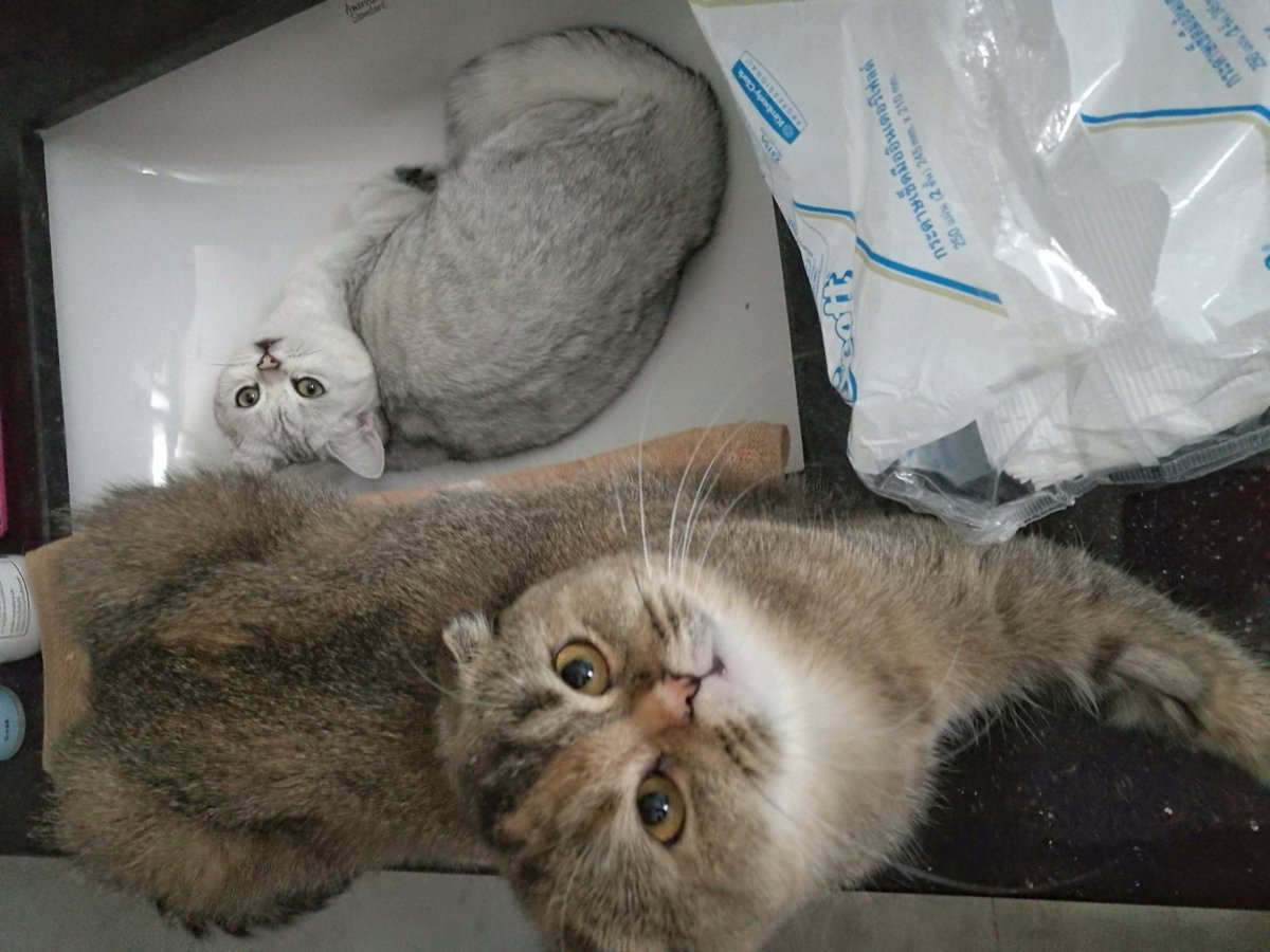 Bonusiie's tweet photo. เป็นอะไรกับอ่างล้างหน้ามาก https://t.co/xrrzqx3ojj