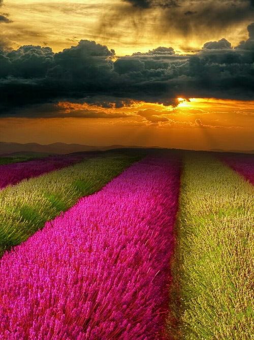Derick_Cape's tweet photo. Looks so pretty... https://t.co/BzZ8utq2Cc