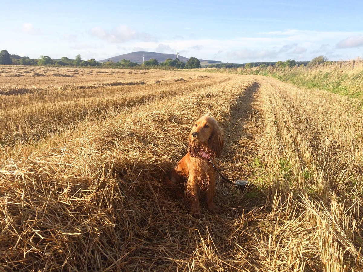 isla_thecockerspaniel enjoyed bounding through the harvested fields of barley this morning 🌾🐶#harvest #scotchwhisky #loveaberdeenshire