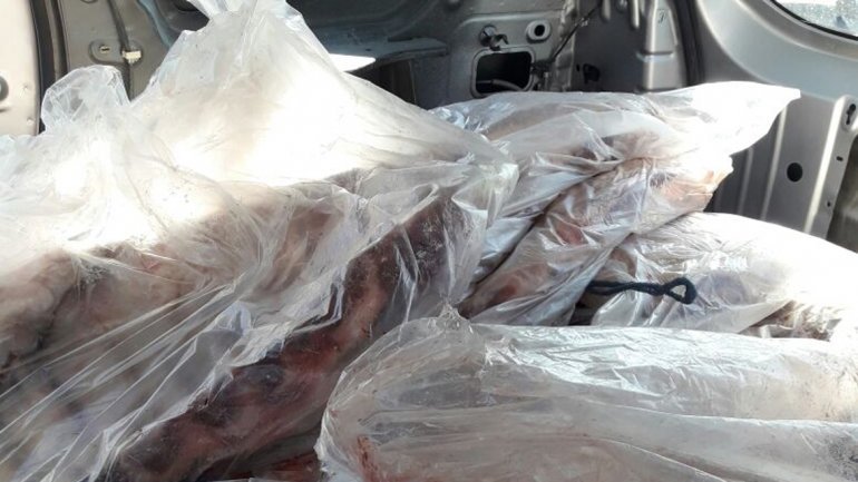 InfoZapala's tweet photo. Secuestran 350 kilos de carne ilegal en una camioneta #Neuquen #CutralCo #Zapala #Plottier https://t.co/3k7pumi5Um https://t.co/UuOi7LZYHY
