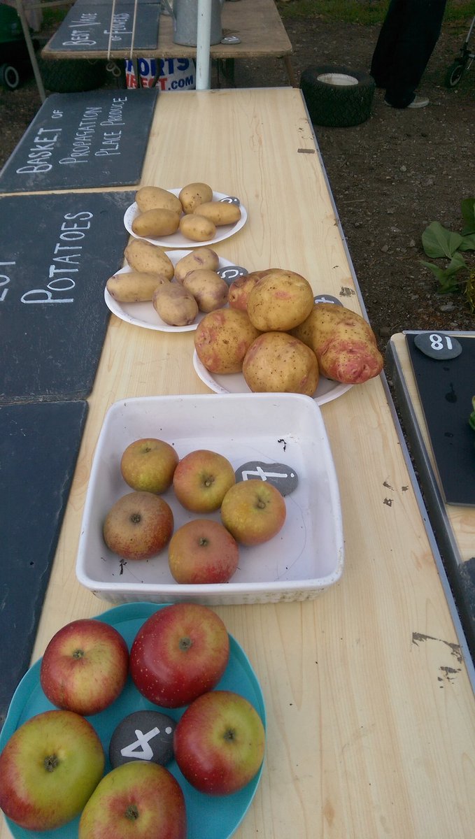 Produce Show shaping up well at Ashley Vale allotments.