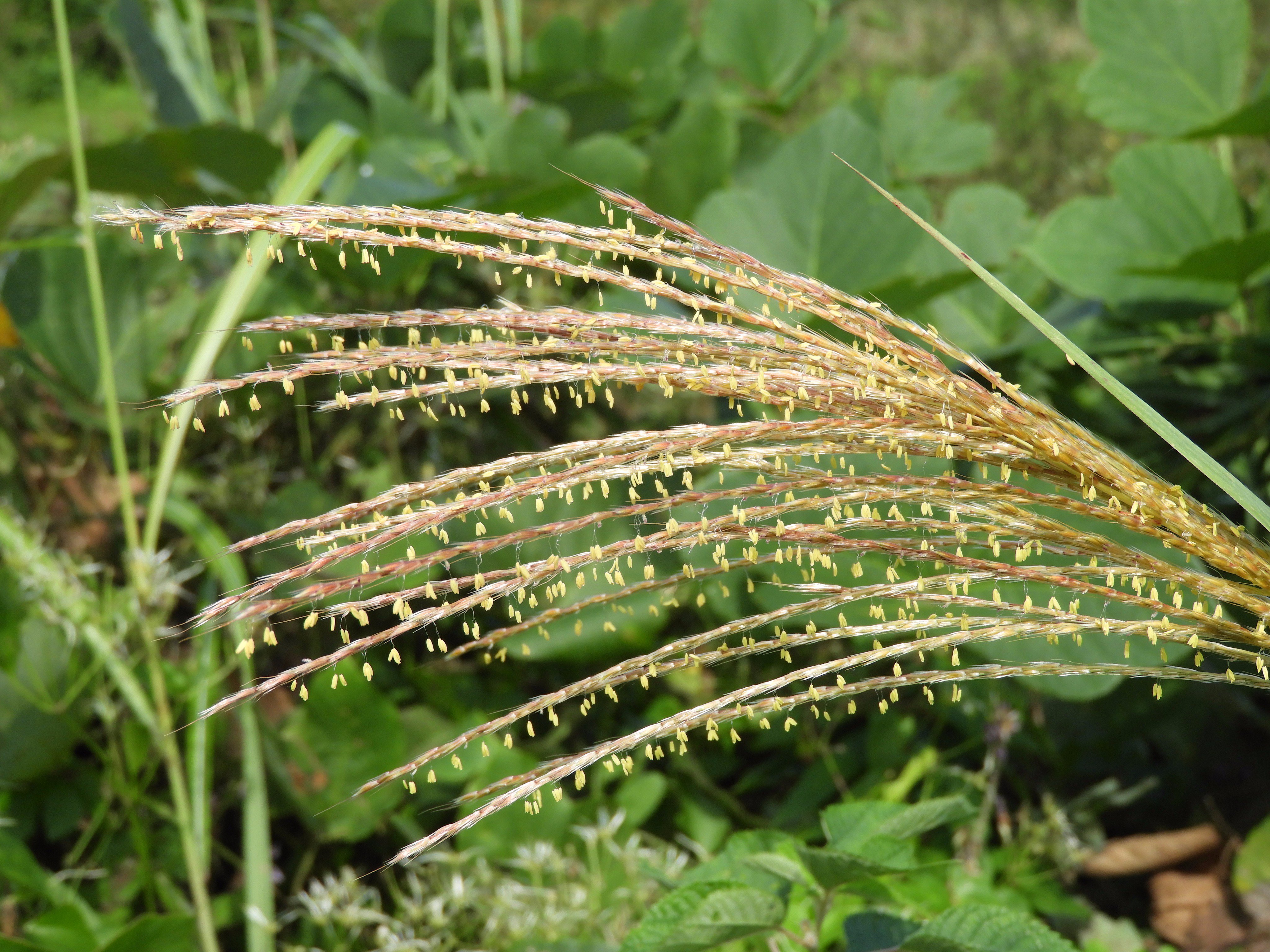 Ritha 満開のススキの花 花 野草 ススキの花は花粉を風に乗せて飛ばす 風媒花 花が咲くと穂は四方に広がって花粉を飛ばし もしくは受け取り 受粉が終わると穂はしぼみます T Co Gqexeavw3f Twitter