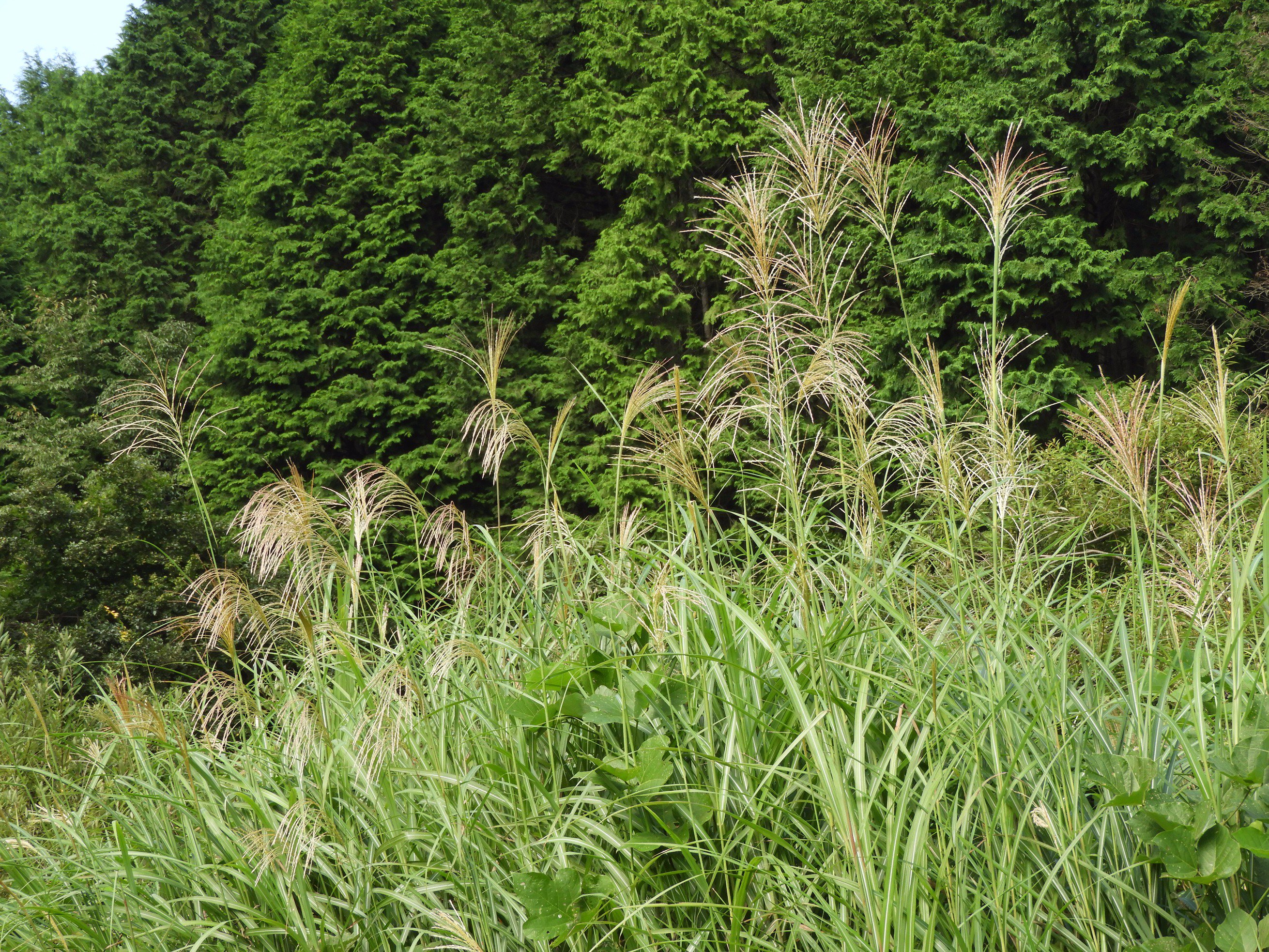 Ritha 満開のススキの花 花 野草 ススキの花は花粉を風に乗せて飛ばす 風媒花 花が咲くと穂は四方に広がって花粉を飛ばし もしくは受け取り 受粉が終わると穂はしぼみます T Co Gqexeavw3f Twitter
