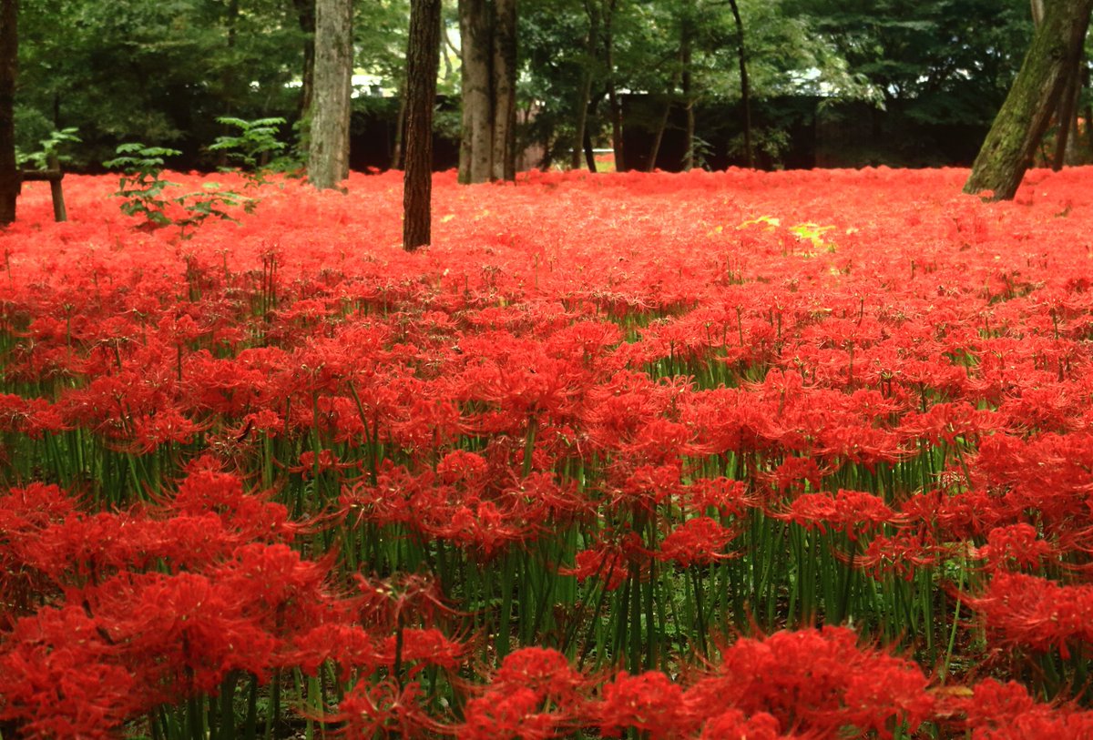ふぃりぴー 赤い樹海 紅白の彼岸花 埼玉県日高市の巾着田 彼岸花 巾着田 巾着田曼珠沙華公園 埼玉県 日高市 秋の風景 秋のお彼岸 秋の花 ファインダー越しの私の世界 ファインダー越しのわたしの世界 ふぃりぴー 赤い樹海 紅白の彼岸花 埼玉県日高市の巾着田 彼岸花 巾着田 巾着田曼珠沙華公園 埼玉県 日高市 秋の風景 秋のお彼岸 秋の花 ファインダー越しの私の世界 ファインダー越しのわたしの世界