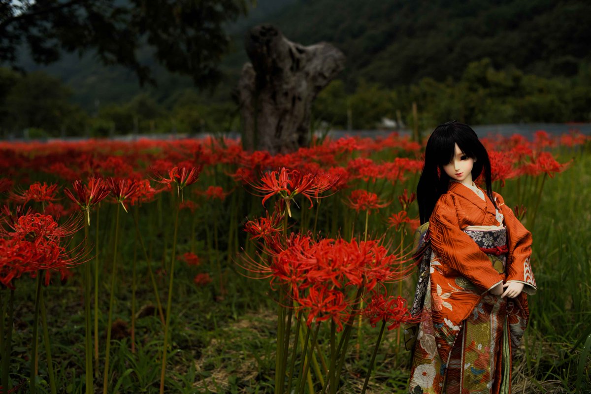 ぴーえす P S ふぁっきんおしごと Twitterissa 今日の彼岸花撮影 千歳さん写ってるやつ ドールと一緒に取るとどうレタッチするか悩む 高画質版はこちら T Co Vpr58g8mq0