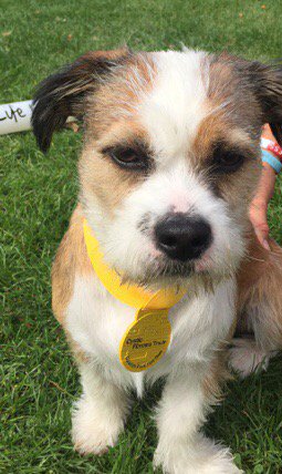 GBCycleCoaching's tweet image. Buster wins the 1km race for dogs @cftrust Dulwich Park Fun Run - #furryexocet