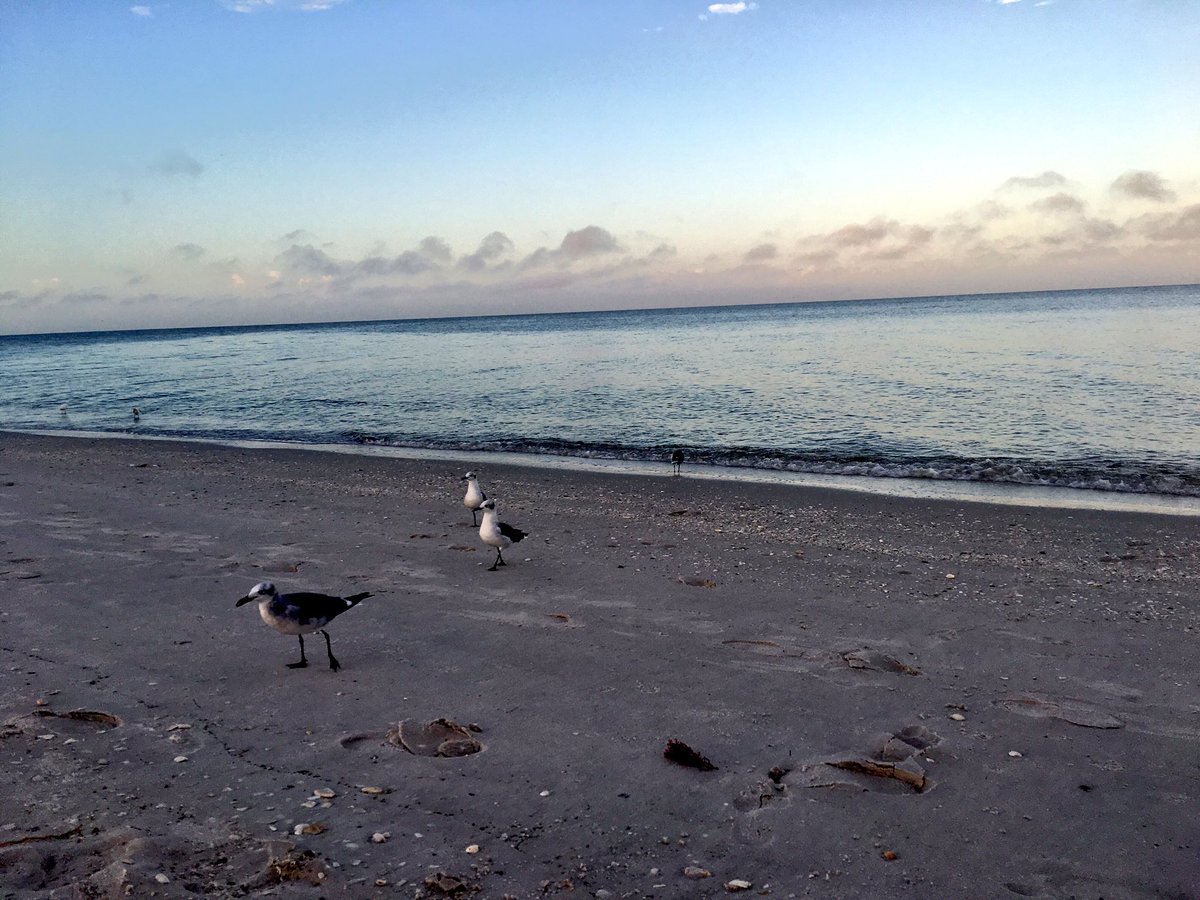 SatOnMeeting's tweet photo. G☕️☕️D M☕️RNING!
COFFEE 2 welcome a beautiful Saturday morning . . . beach walk‼️
#Grattude
#CoffeeLove #Naples
☀️🌊🐬🐦☕️❤️😊 https://t.co/FGU9zk9LP6
