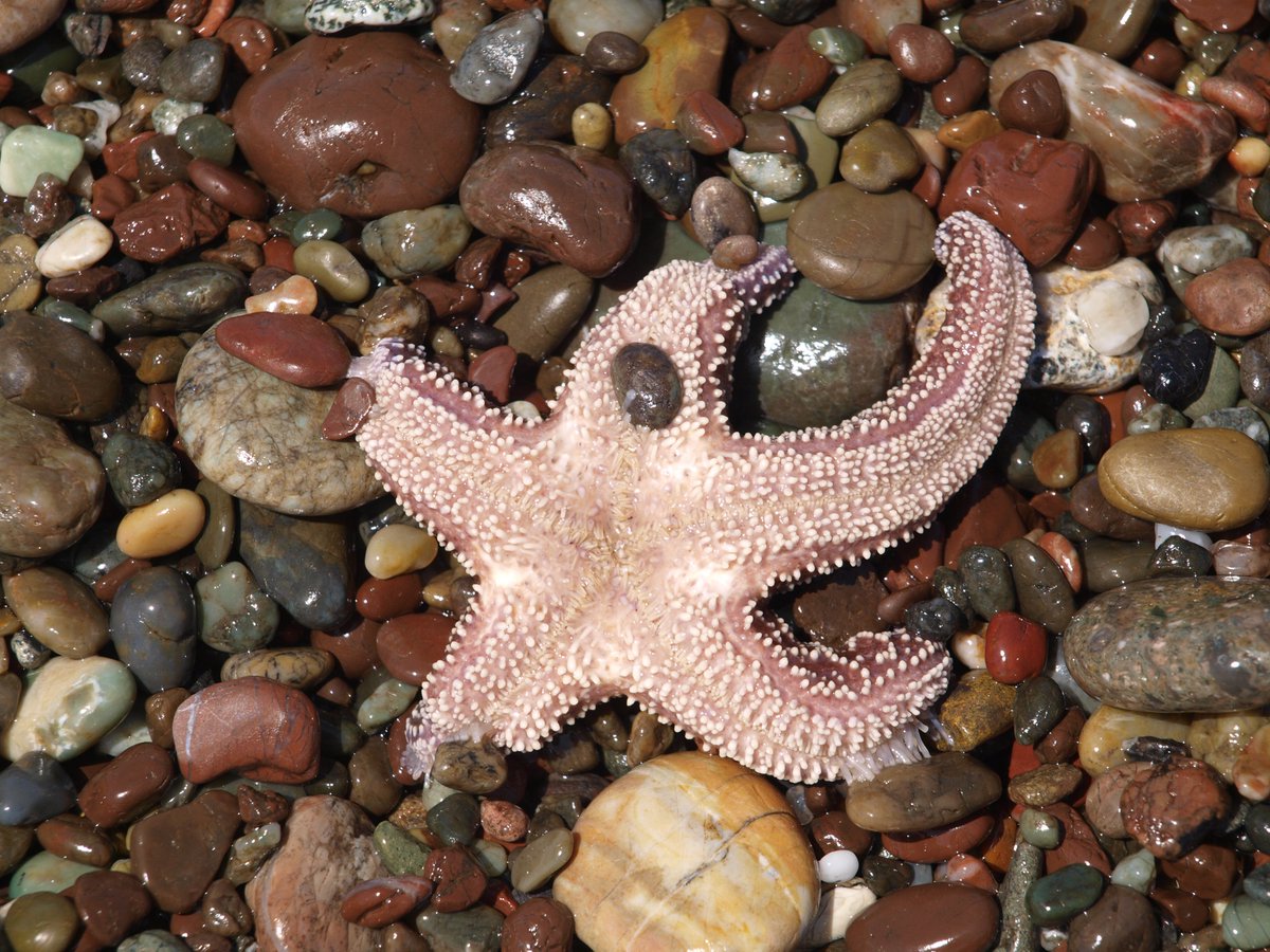 Ocean_Whisperer's tweet photo. Stephans #Meeresrätsel: Haben #Seesterne Augen? In welcher Region kommen die meisten Arten vor? https://t.co/KgMJyaX5CC