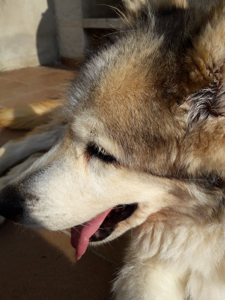 elhombredeyerro's tweet photo. Mientras ella decida pasear, pese a sus 16 años, yo caminaré a su lado aunque lo haga a paso de tortuga. Y eso amigos, es el amor. https://t.co/SVRXzKUCBU