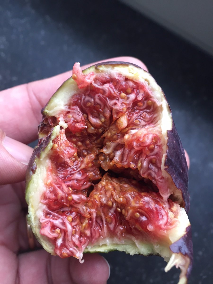 AlexandreKrausz's tweet photo. Saturday #sports strategy: previous night go for a hot #vidaloo 🌶️. Next morning have figs for breakfast. Sprint is guarantee...to the WC!😱 https://t.co/sRJYwPvvjV