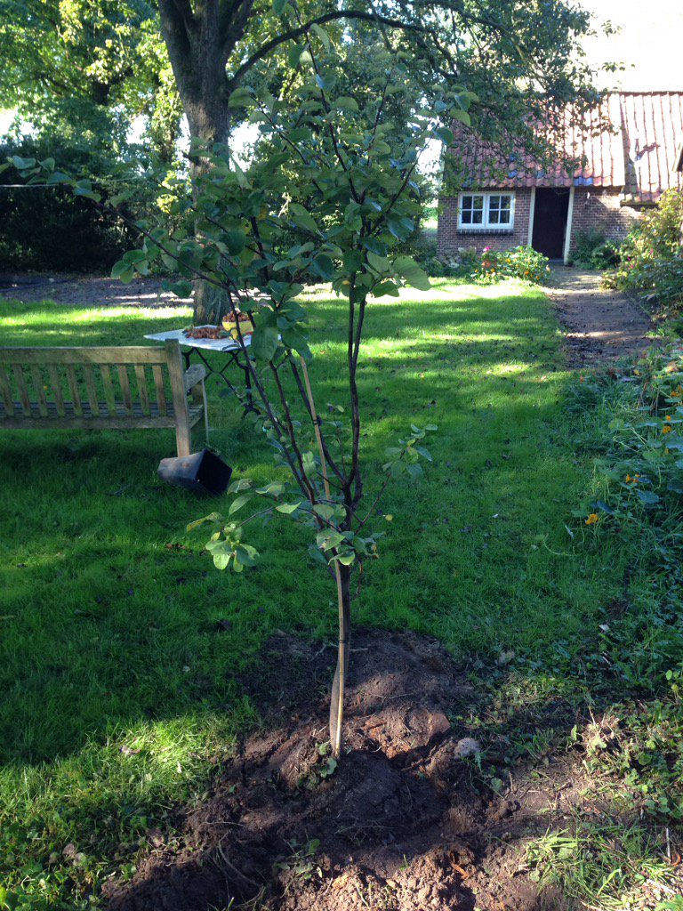 Wat is leuker dan een ouderwetse Kweepeer te planten voor je kleindochter?