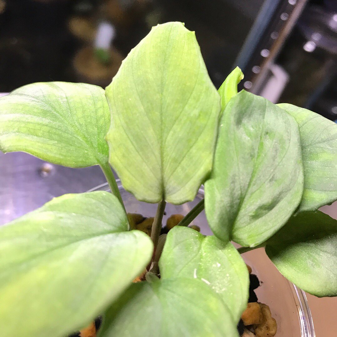 ryoku_33's tweet photo. .
Kn便11年
Silver Velvet Lingga Wave?
物凄くvelvetでwavyな感じ。
.
#kn便 #Silvervelvet #homalomena #Silverleaf#jungleplants#indoorplants #熱帯植物 #観葉植物 https://t.co/mz5Yz0Tpfl