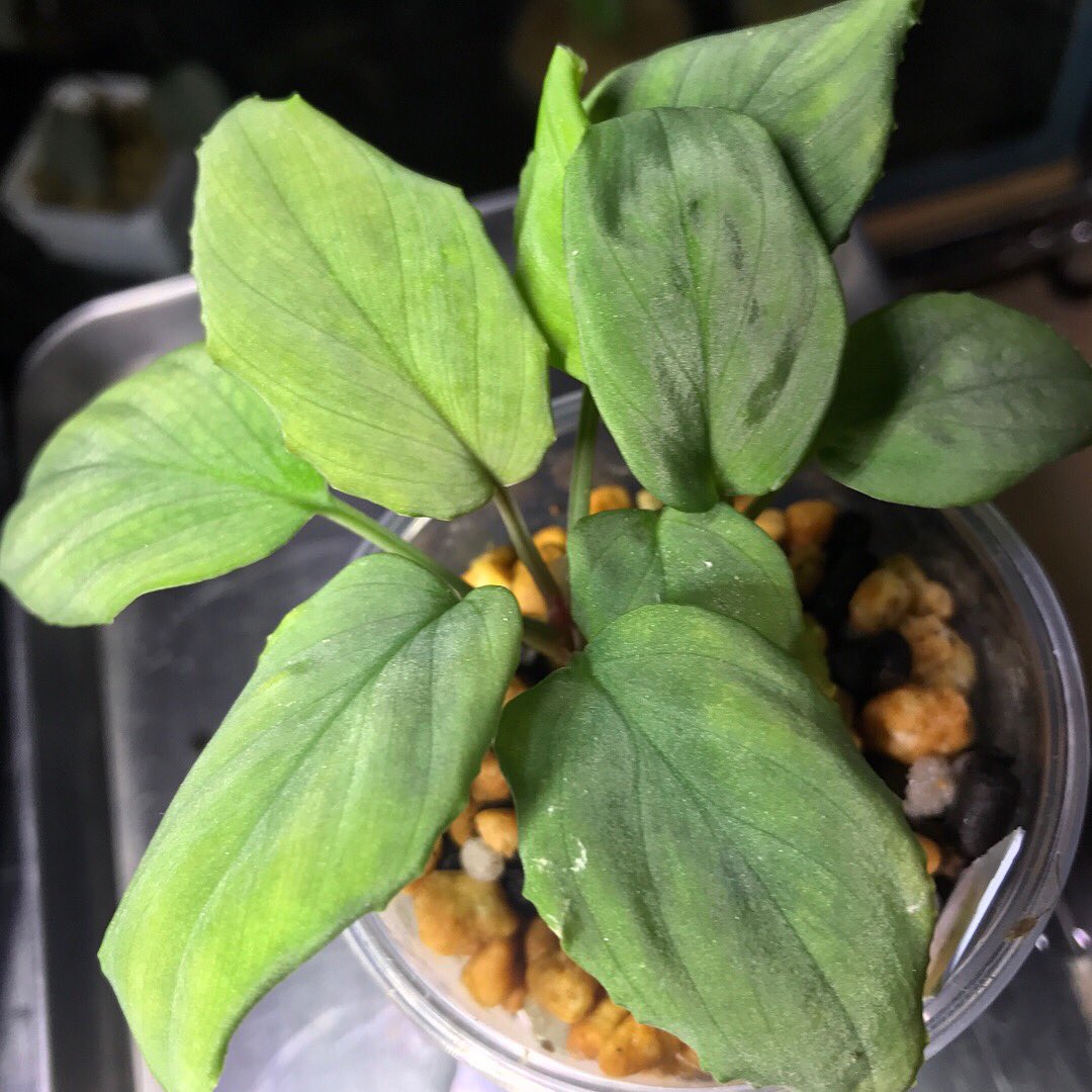 ryoku_33's tweet photo. .
Kn便11年
Silver Velvet Lingga Wave?
物凄くvelvetでwavyな感じ。
.
#kn便 #Silvervelvet #homalomena #Silverleaf#jungleplants#indoorplants #熱帯植物 #観葉植物 https://t.co/mz5Yz0Tpfl