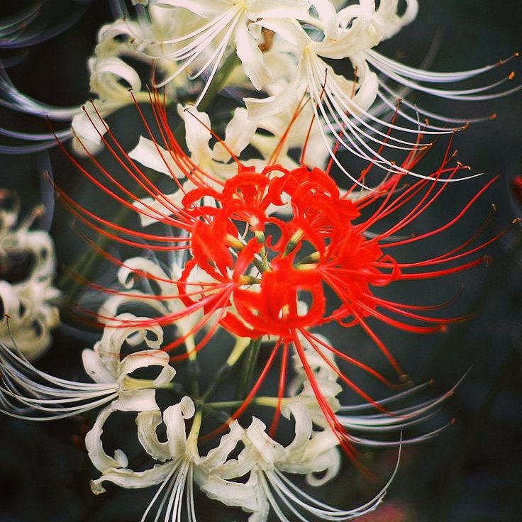 中国の花 中国の花