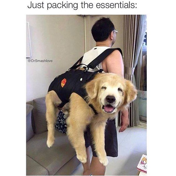 petownershub's tweet photo. Im Just Packing The Essentials https://t.co/6LfOSLMSuN https://t.co/yYKMyRhiyu