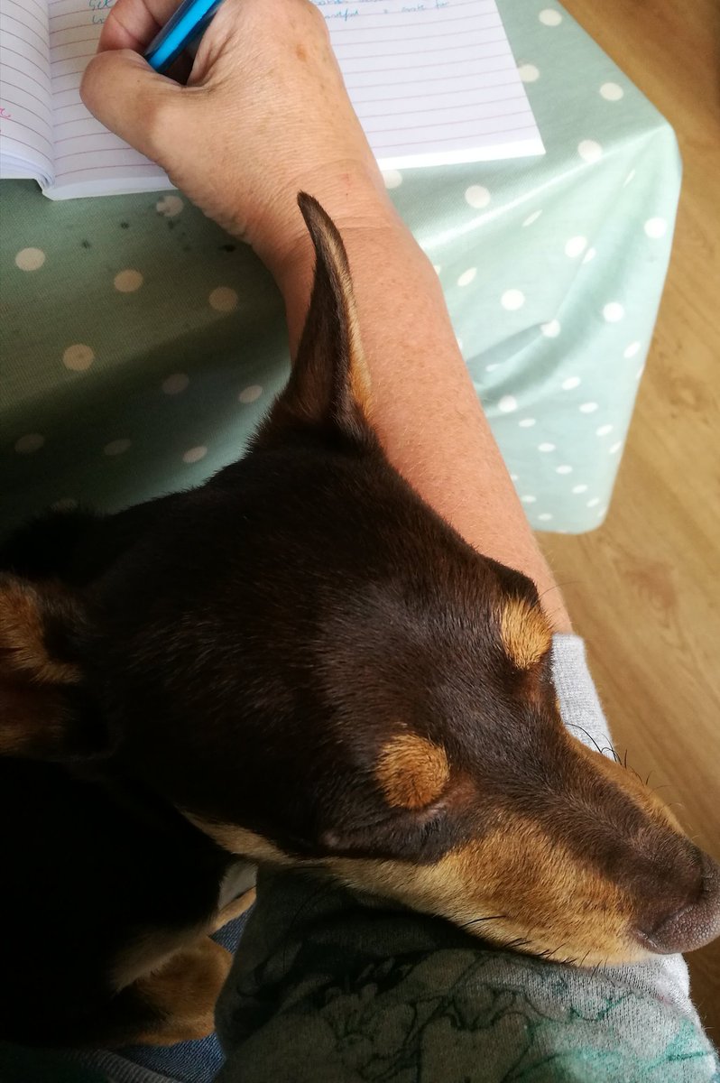 janmannell's tweet photo. Ziggy helping (!) with my #digitalmums notes #DMSep17 #digitalmumtobe #helpfuldog https://t.co/EyioakNR5s