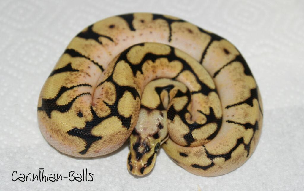 CarinthianBalls's tweet photo. Abzugeben
0.1 Bumblebee Nz17
#ballpython ##pythonregius #ballpythonmorph #bumblebee #pastel #spider #königspython https://t.co/h0AxnRYQwr