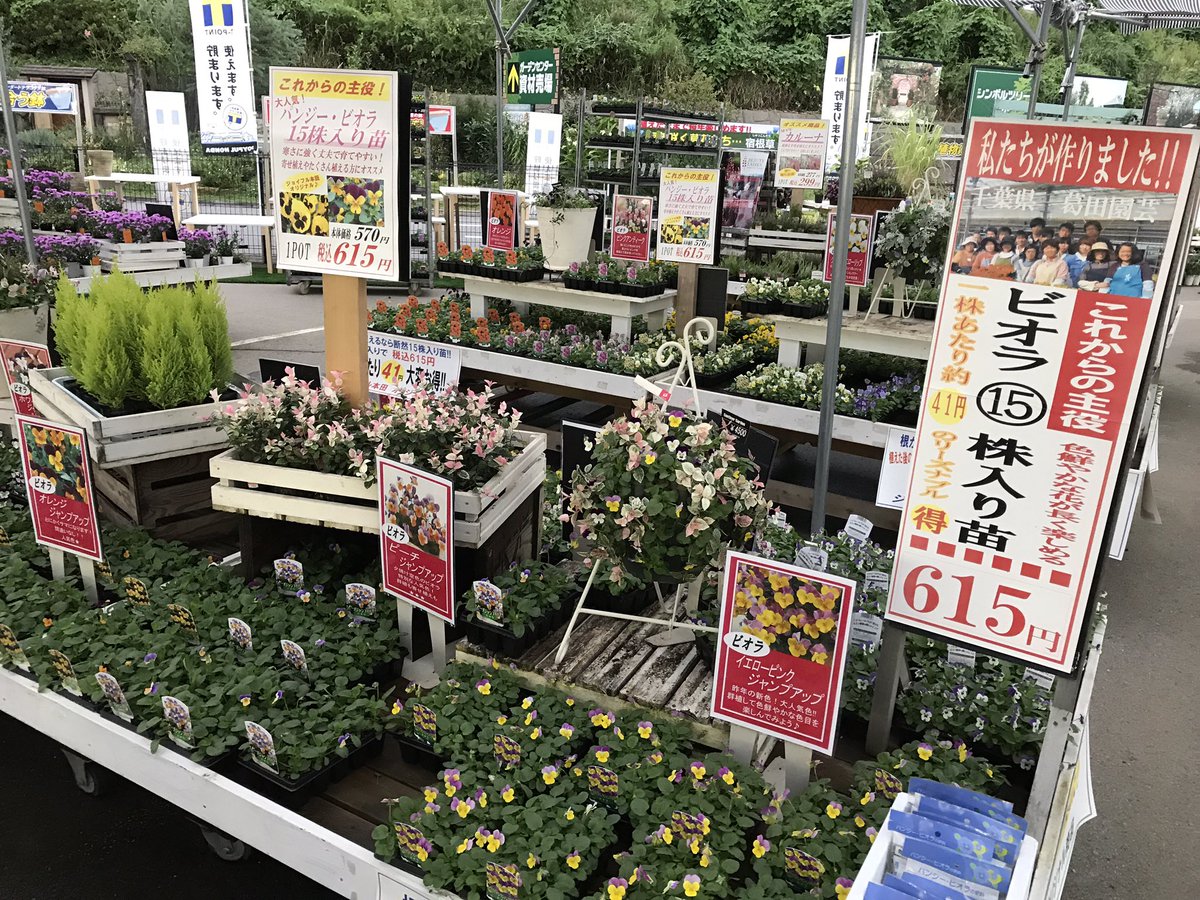 ジョイフル本田 ガーデンセンター Twitterren ガーデンセンター宇都宮店 本日よりパンジー ビオラ15株入り苗の入荷がスタートしました 15株入って税込615円 安い たくさん植えたい方にオススメ また寄せ植えやハンギング リースに使いやすい苗です