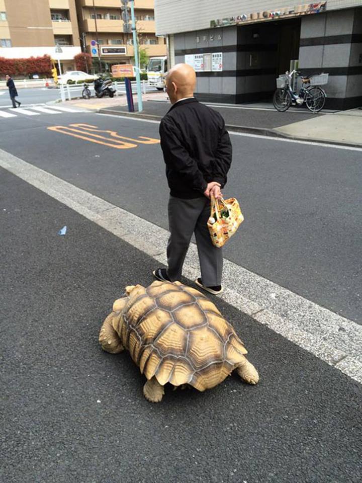 FFAC2016's tweet image. Man in Tokyo casually taking his turtle for a walk :) #Tokyo #Japan #insteresting #amazing