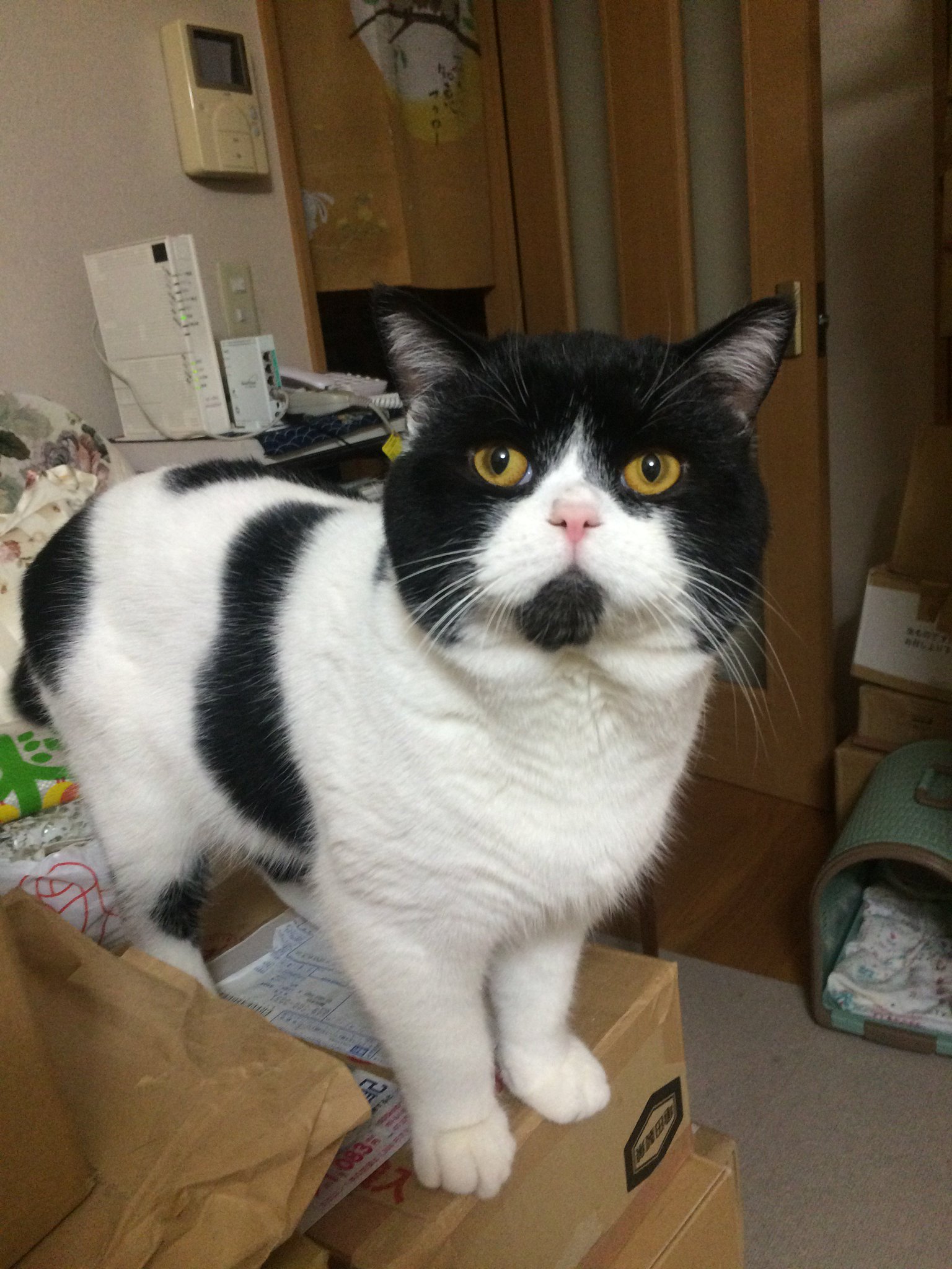 ট ইট র ブリです Cat 猫 ねこ 猫好き 猫好きさんと繋がりたい ハチワレ 猫モフー ブリティッシュショートヘア ブサカワ猫 世界猫の日