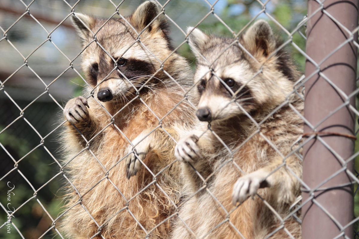 Nora_Morajea's tweet photo. #Raccoons Taken Using: Canon 5D Mark iii @Tunis https://t.co/zXndS8bCgZ