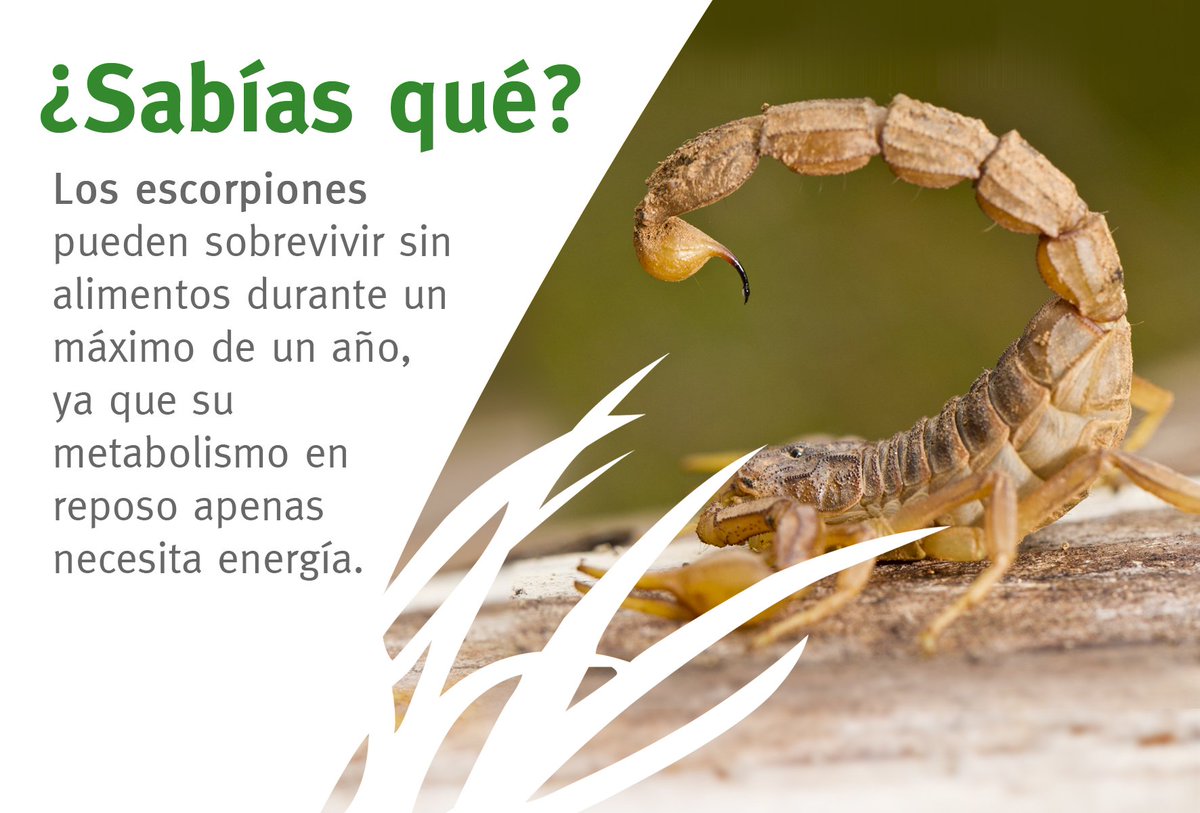 Fundación Biodiversidad #EsteVirusLoParamosUnidos auf Twitter ...