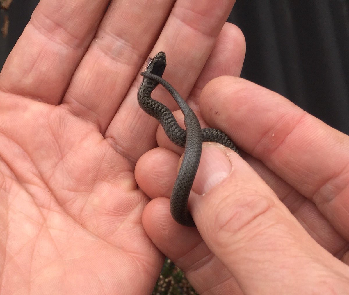 Lively wee smooth snake on today's rare reptile #surveysuccess