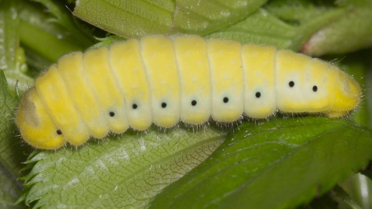 おいしい昆虫記 発売 蟲喰ロトワ むしくろとわ By おいしい昆虫生活 28 オニヤンマ 体重のわりに外皮が柔らかいのが トンボの特徴 脚が口に残るが胸部は柔らかく甘い筋肉があってギンヤンマとよく似た味 香ばしい風味も良い 腹部は空洞で味が薄い
