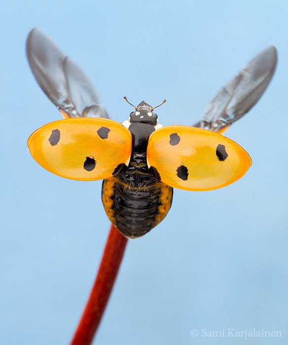 KarjalainenSami's tweet photo. One more lovely #ladybird. Vielä yksi ihana #leppis. https://t.co/pescOenKz9