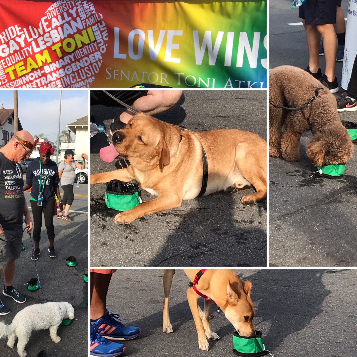 HaleyJoeySD's tweet photo. Dogs will keep walking @aidswalksd to end HIV/AIDS too! #BeTheGeneration #AIDSWalkSD #DogsofTwitter https://t.co/FH5yIwIfEJ