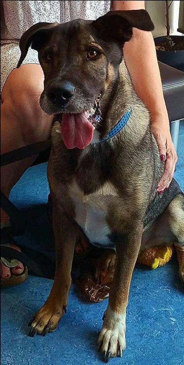 RedemptionDogs's tweet image. Redford aka handsome bob is looking to be adopted at @RedemptionPaws #Toronto Pls RT! Not a single application on him yet!