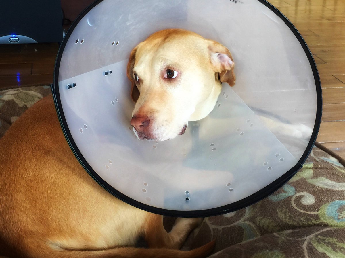 jebdunnuck's tweet photo. One TPLO surgery later.. a new knee, but one very unhappy girl #hatingthecone #twoweeks https://t.co/FeDC6hpFZI