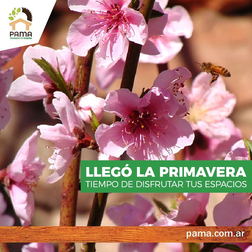 PAMAmadera's tweet photo. Llegó la Primavera, tiempo de disfrutar tus espacios al aire libre con la familia y amigos.
#Imagináenmadera, nosotros lo hacemos realidad. https://t.co/vStNEKzCEB