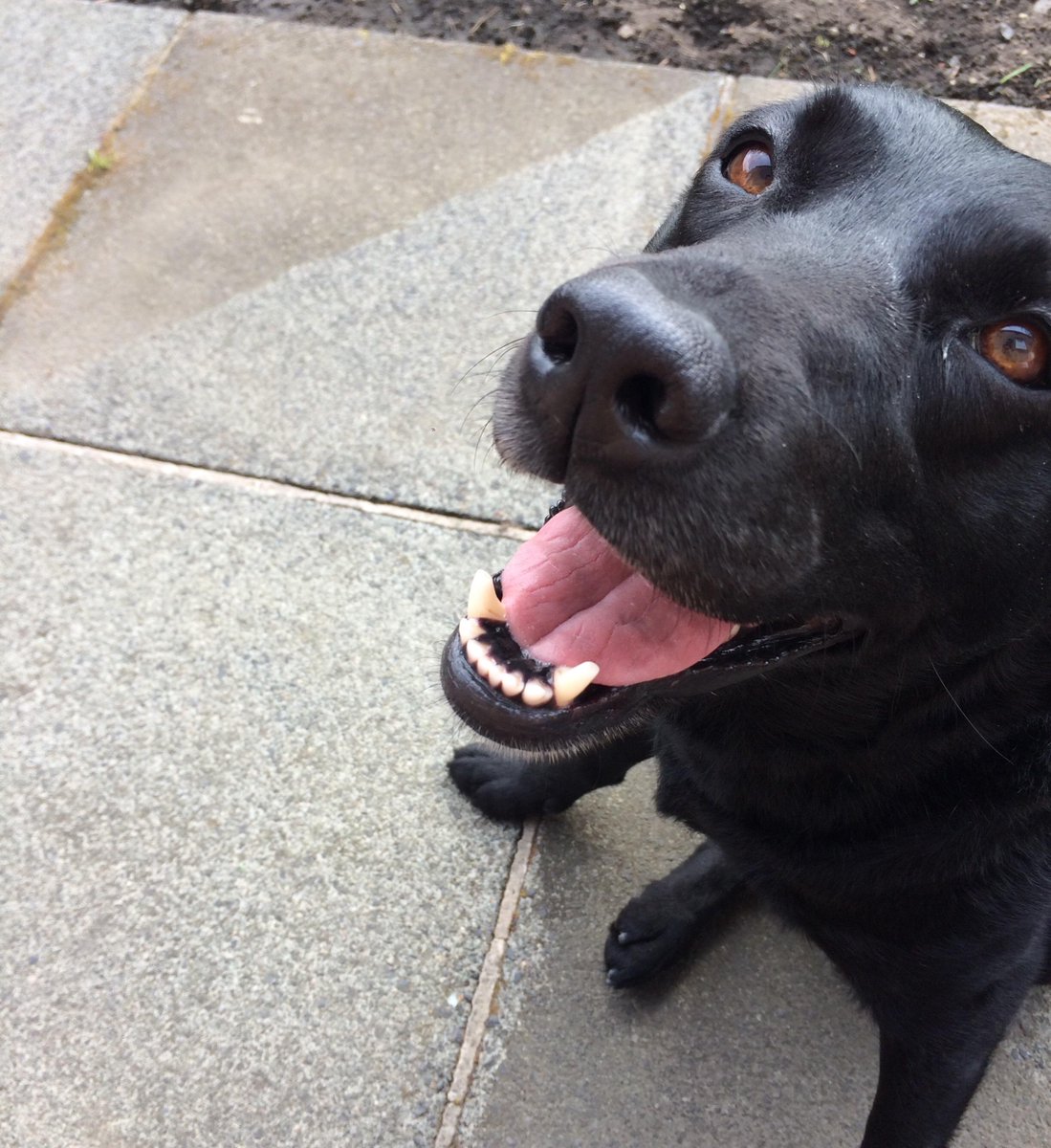 PowerWashingWow's tweet image. No__Dad__I_don_t_care_about_the_geometric_sha #Powerwashing