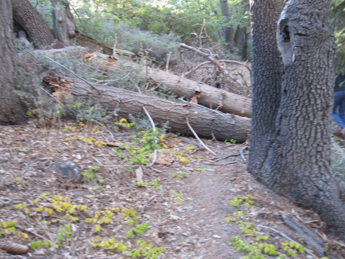 REDrywall's tweet image. #Adopted #CampCreekTrail in #BigBear yesterday. We will be #Working on it all year. Clearing downed Trees and Cutting in new #Switchbacks