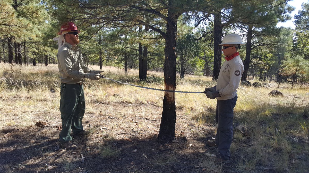 CoconinoNF's tweet photo. #DeerHillTrail REI trail work day ⛏ Matt, Ron and Gordon taking down a small poderosa that was too close to the trail for equestrians. #Flagstaff #NPLD https://t.co/F0Ezu3c6su