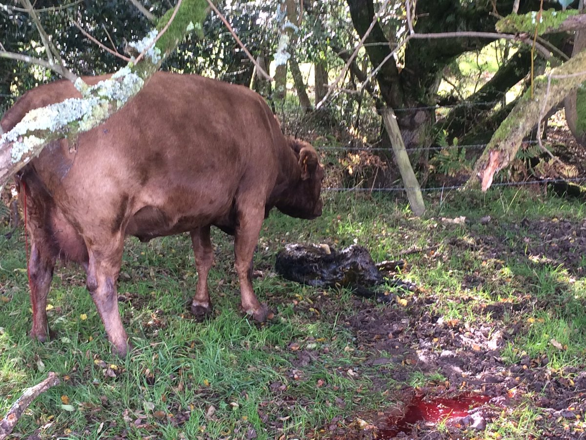 hatchettdexter's tweet photo. 3 calves born today, but the last one needed some help #calving2017 #dexters #newforest https://t.co/BK4Qg1Lt36