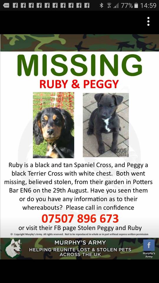 HunnyJax's tweet image. #STOLEN from #PottersBar EN6 area are these 2 beautiful #DOGS 
SOME1 MUST KNOW Where They ARE ?🐾
PLZHELP #GetthemBackHome🙏CALL @HertsPolice