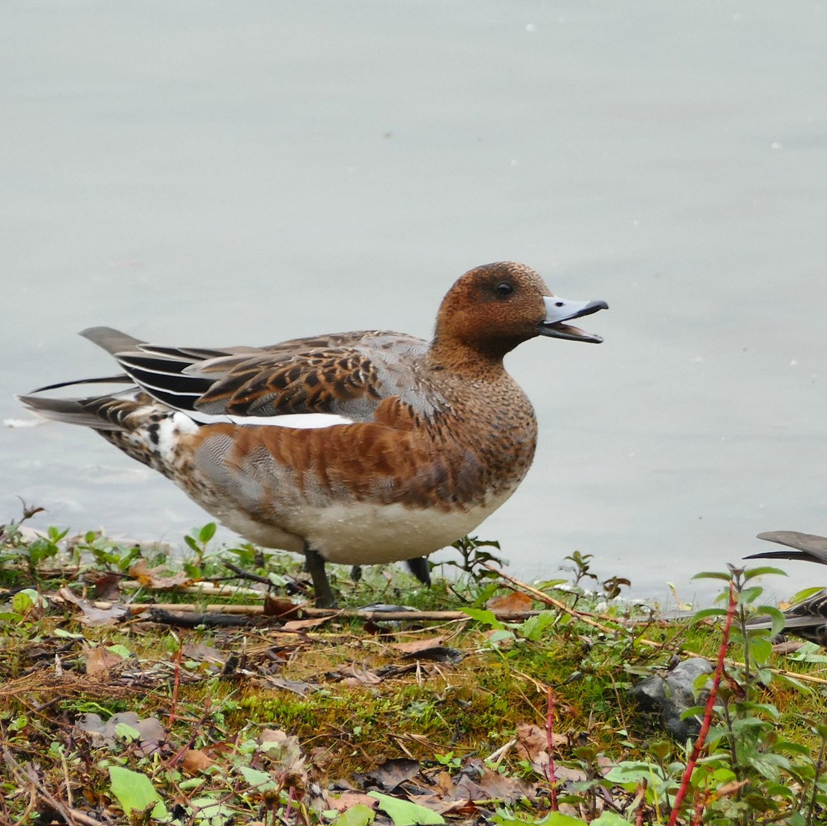 Er zijn heel veel verschillende soorten eenden, 1 ervan is de #smient