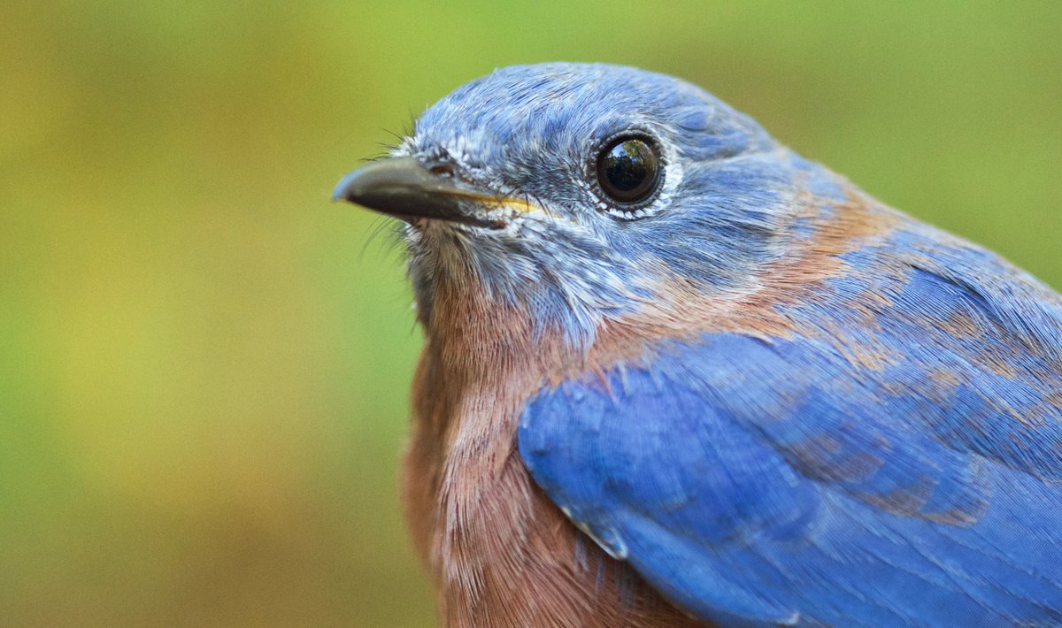 Michigan State Bird Observatory On Twitter 2nd Eastern Bluebird Of Bula S History High Numbers Of Ruby Crowned And Golden Crowned Kinglets Today Https T Co Eaa2stbwrt Https T Co 9o9r5chj3l