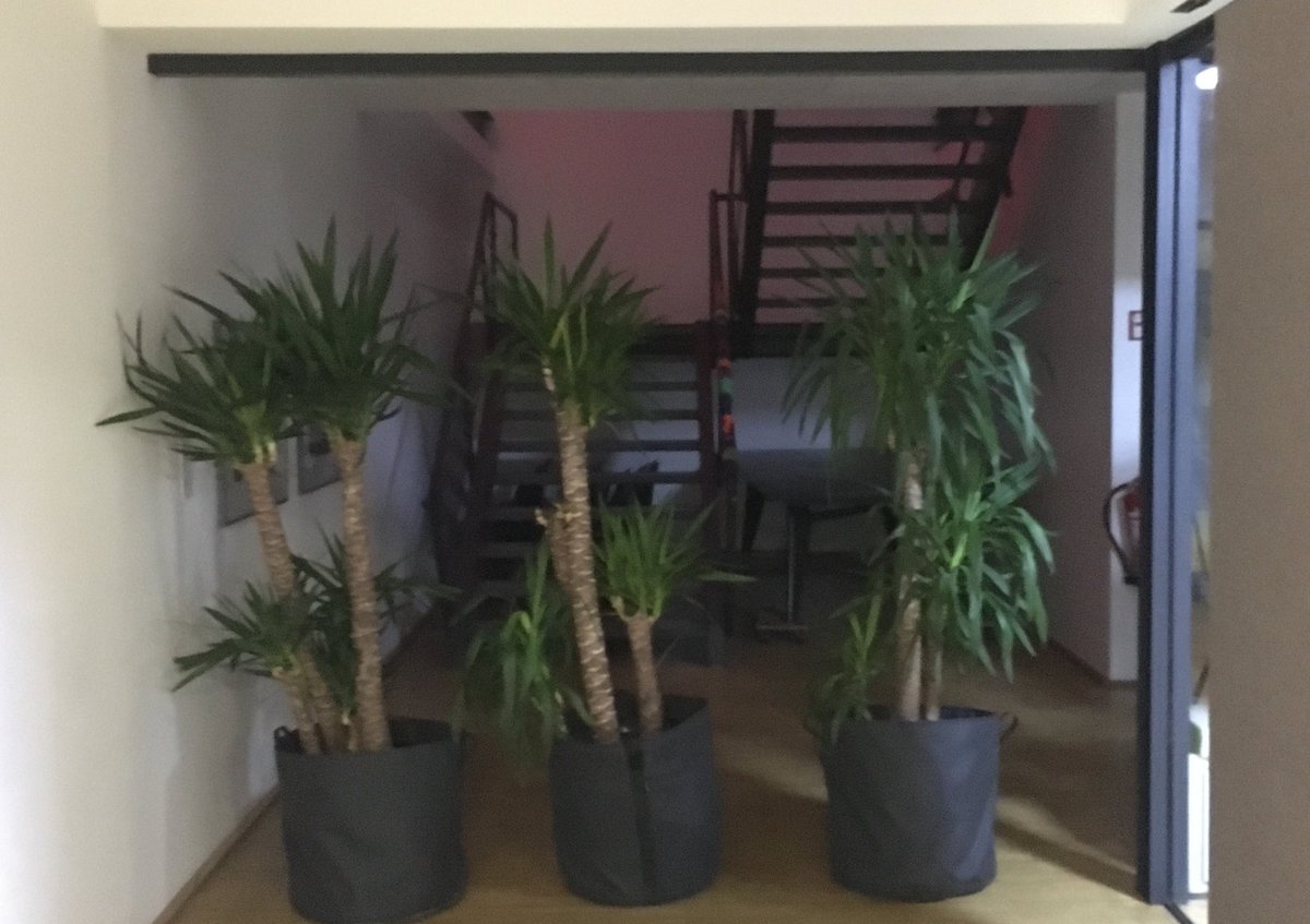 derPUPE's tweet photo. Liebe #JungHacker Lesson 0x: Wenn ein Durchgang nur mit 🌴 gesperrt wurde, sind dahinter oft wahre Schmackos: Heute #BelaB-Bühnenbackstage ;) https://t.co/FG22Vy8lkU