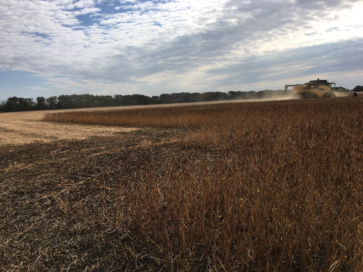 #Dekalb2360 beans doing their thing.... being awesome!! #lovethisbean