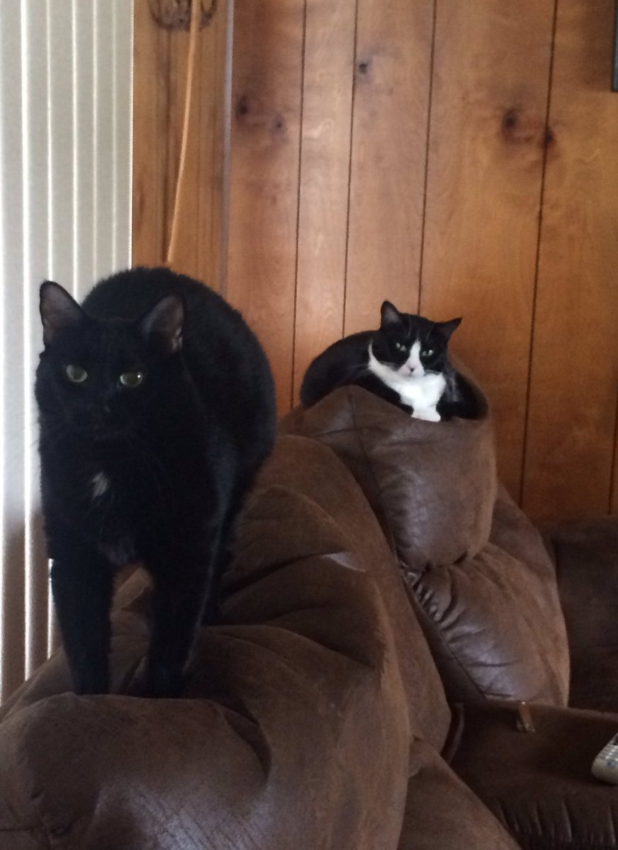 halincath's tweet image. Just woke up, and walked in our hallway, and those two sisters staring at me. They are so cute. 🦊🦊🙂