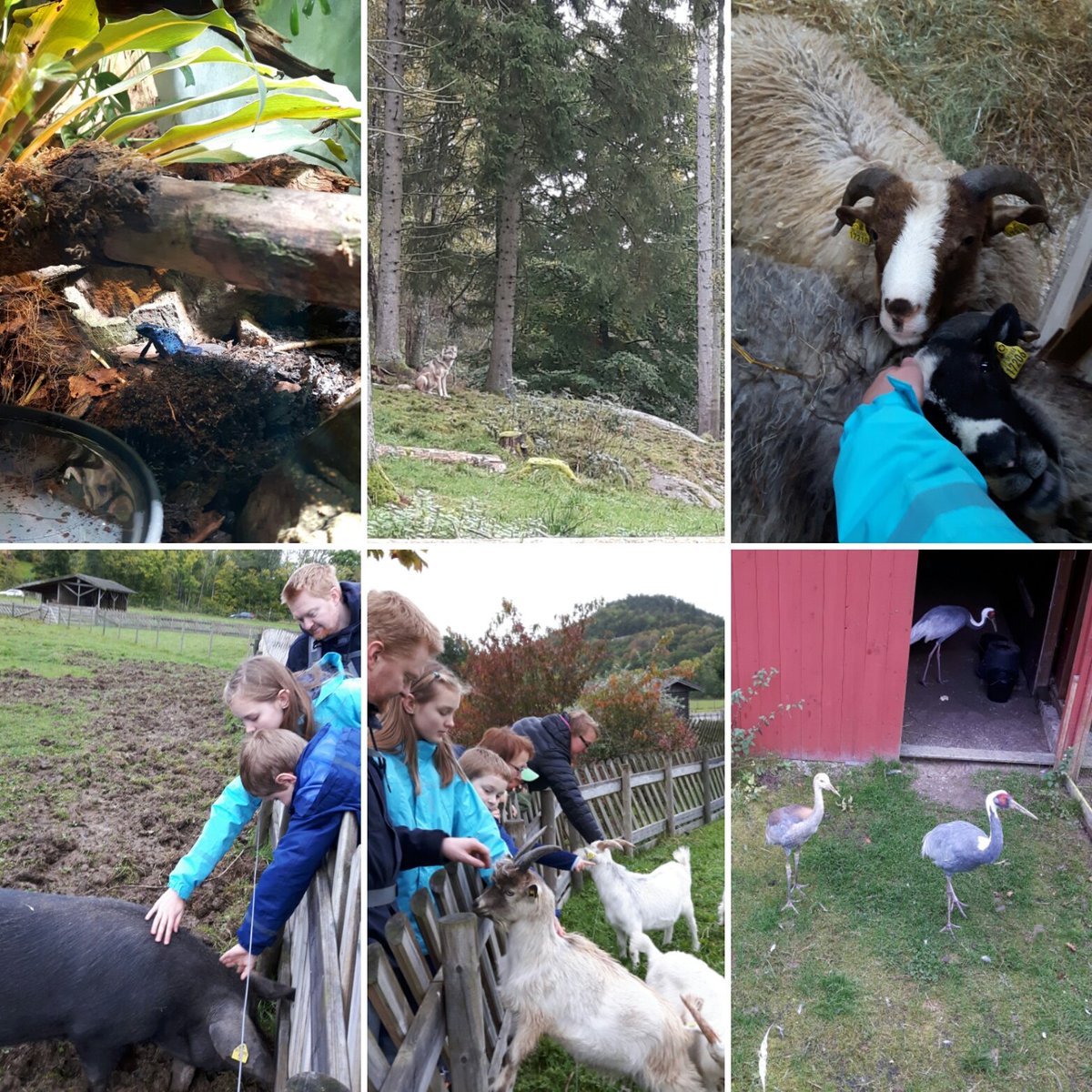 Treememories's tweet photo. Watching and cuddling with endangered animals today. #BluePoisonArrowFrog #GreyWolf #VärmlandSheep #LinderödsPig #LappGoat #WhiteNapedCrane https://t.co/q51Tgiti9y