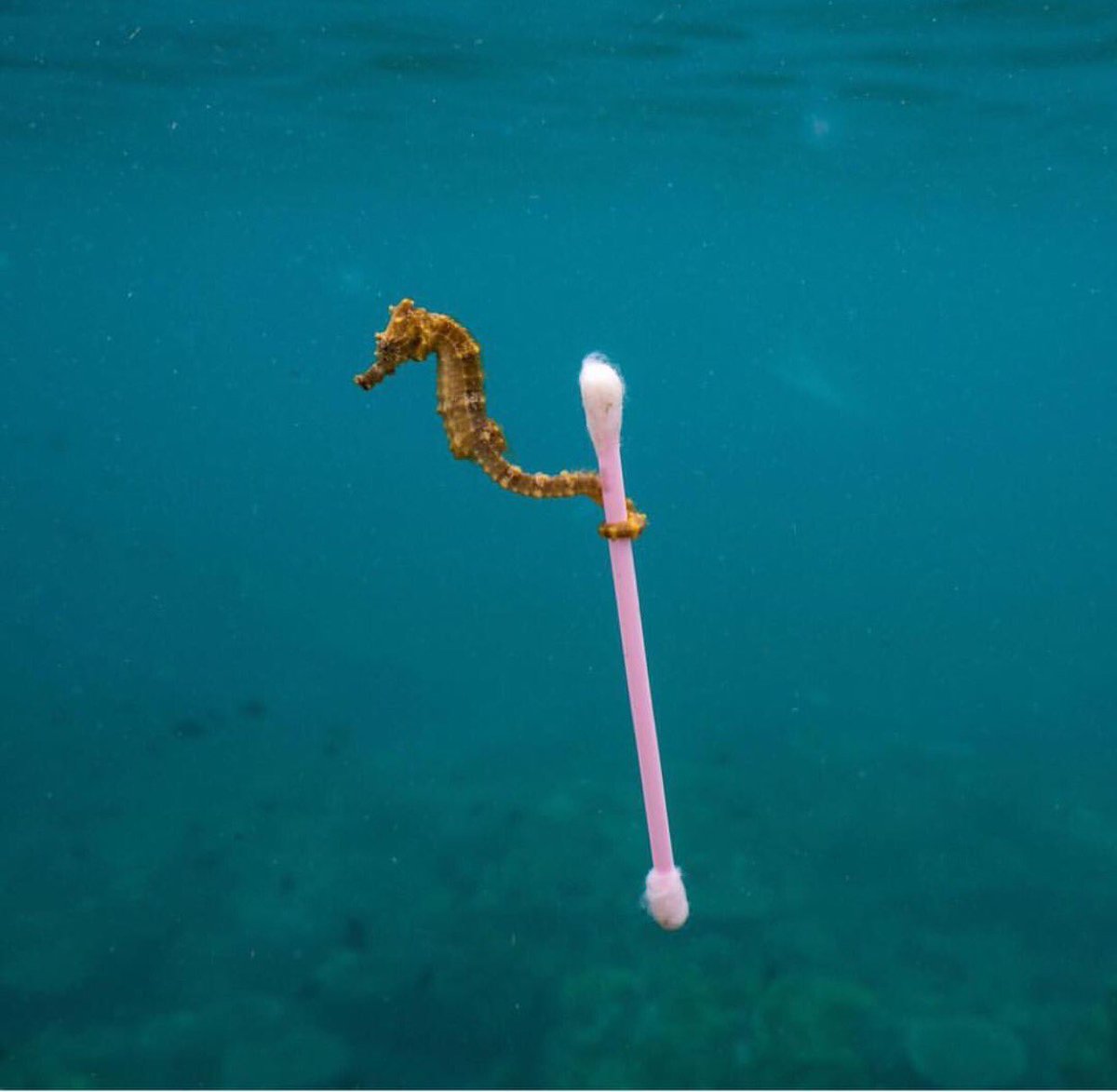 Look at this little seahorse swimming in our polluted waters. This is the 🌎 we are creating.                        📸 Justin Hoffman