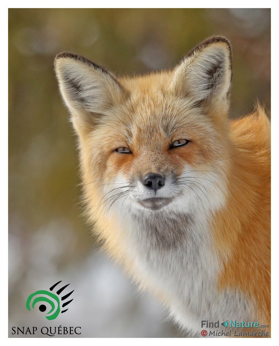 Bonne fin de semaine, aux couleurs de l'automne 🍁 #MerciNature